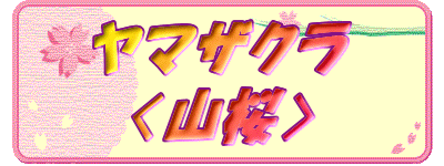 ヤマザクラ
〈山桜〉
