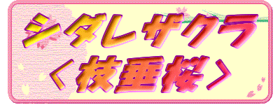 シダレザクラ
〈枝垂桜〉